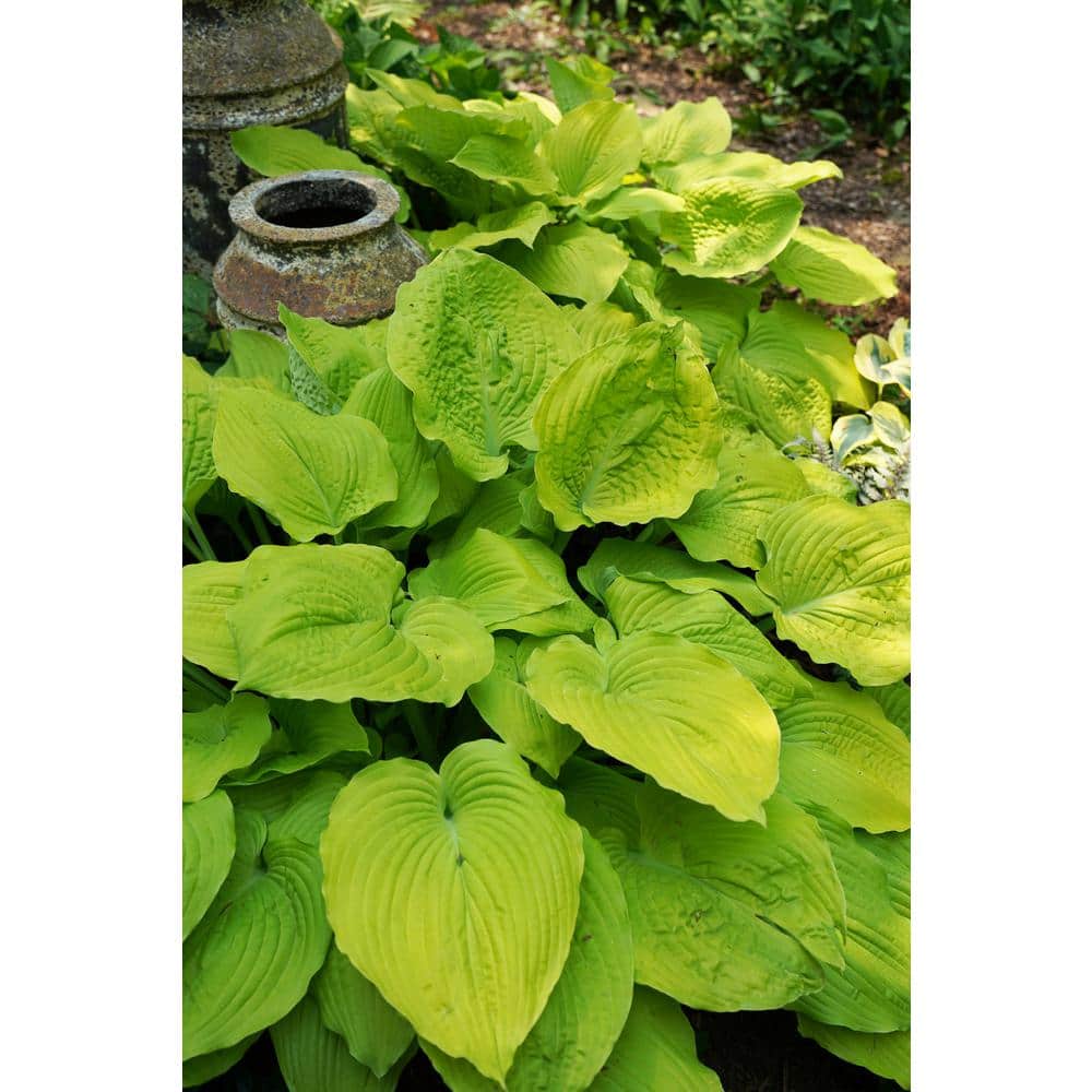 1 Gal. Shadowland Coast to Coast Hosta Live Flowering Shade Perennial Plant - Hercitys