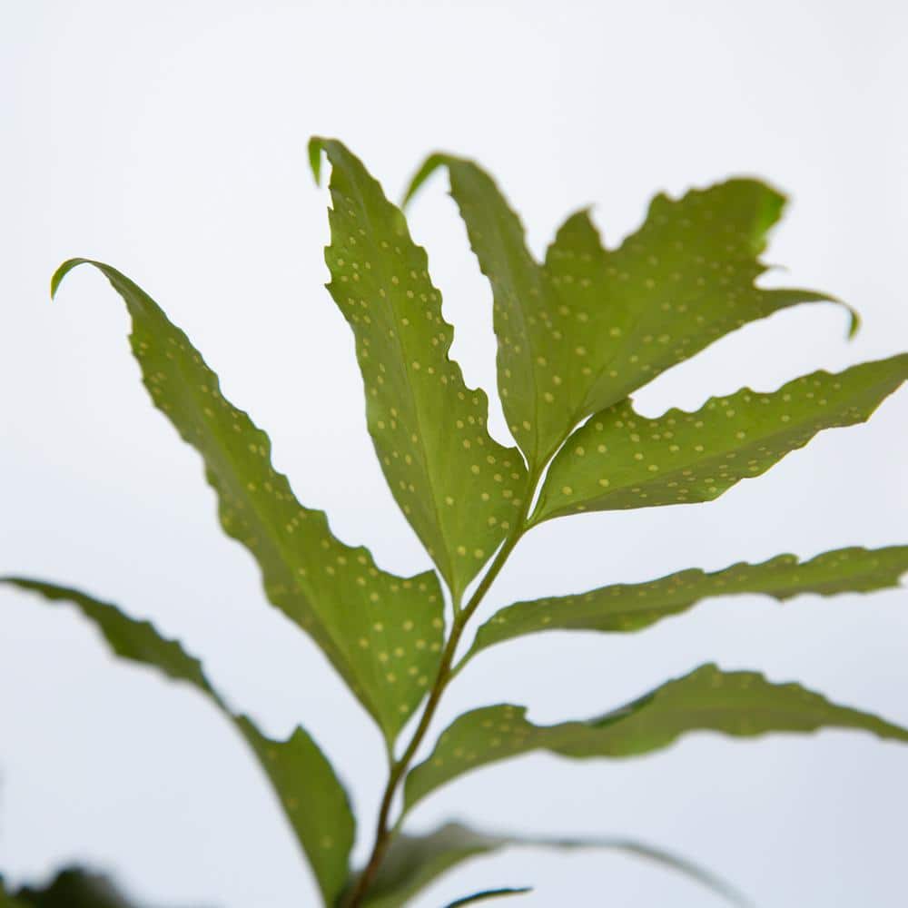 2.5 Qt. Holly Fern, Live Evergreen Plant, Emerald Green Foliage - Hercitys