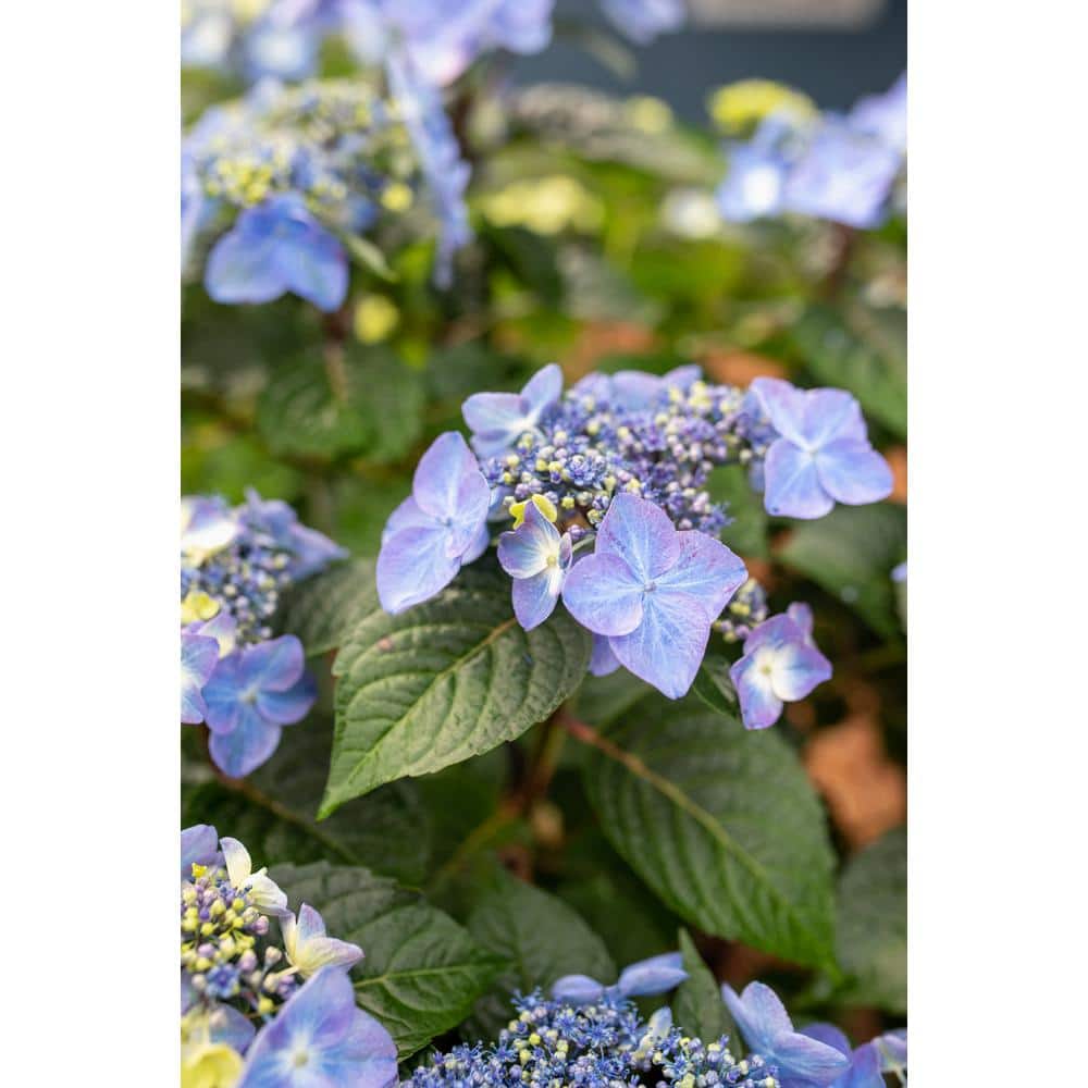 3 Gal. Pop Star Reblooming Hydrangea Flowering Shrub with Electric Blue or Pink Lacecap Flowers - Hercitys