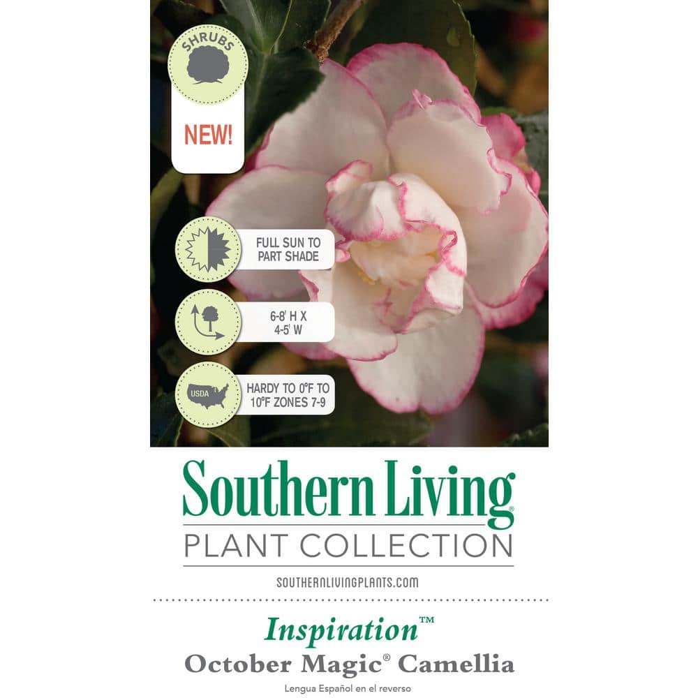 2.5 Qt. October Magic Inspiration Camellia (Sasanqua) – Live Evergreen Shrub with White Blooms with Magenta Edges - Hercitys