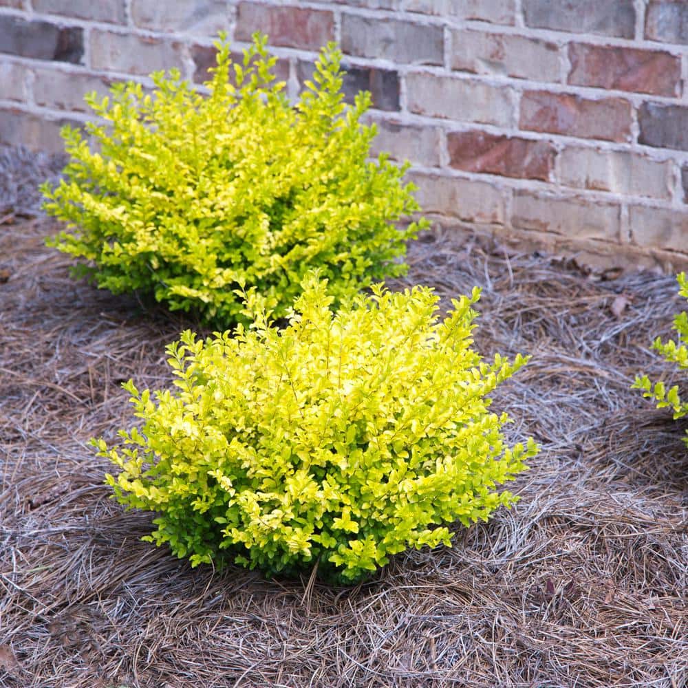 2 Gal. Sunshine Ligustrum Privet Shrub with Golden-Yellow Foliage - Hercitys
