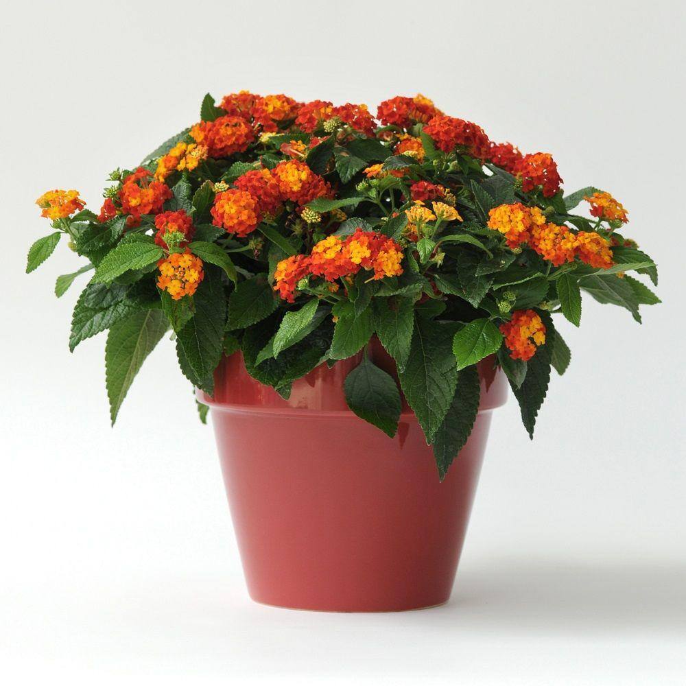 2.5 Qt. Little Lucky Red Lantana, Live Perennial Plant, Red to Orange Bloom Clusters - Hercitys