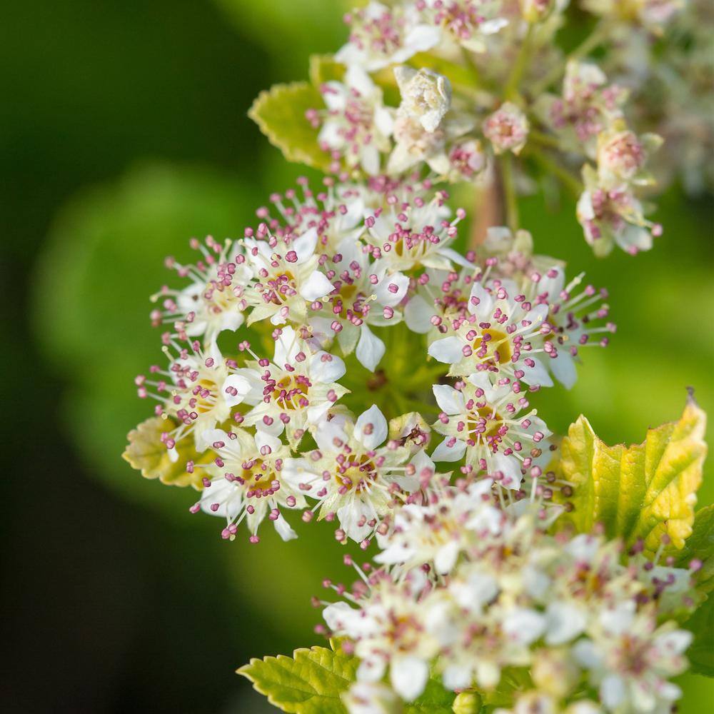2 Gal. Lucky Devil Ninebark Shrub with Bright Yellow Foliage - Hercitys