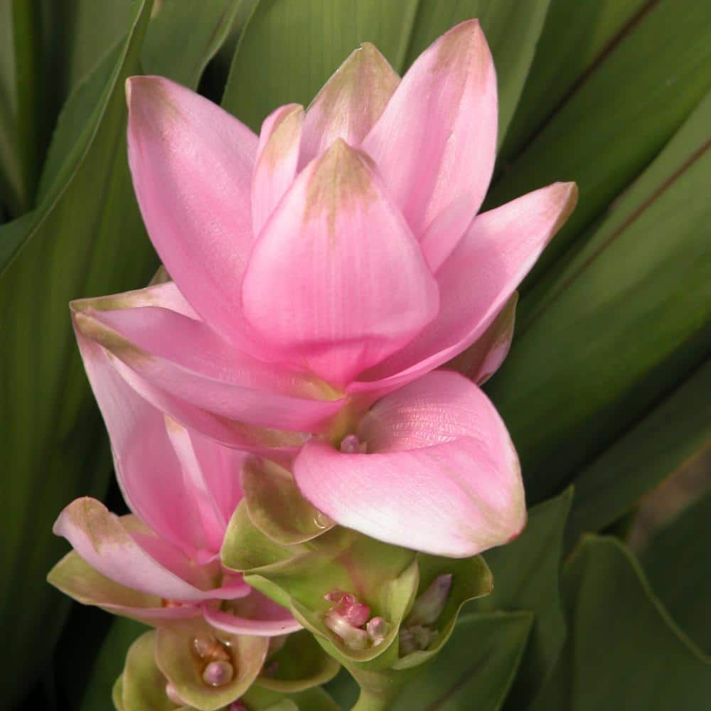 2.5 Qt. Curcuma Pink Bloom Plant - Hercitys