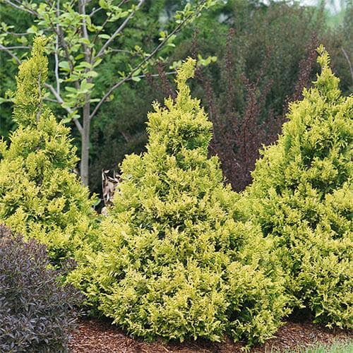 2 Gal. Soft Serve Gold False Cypress Shrub with Yellow-Gold Foliage - Hercitys