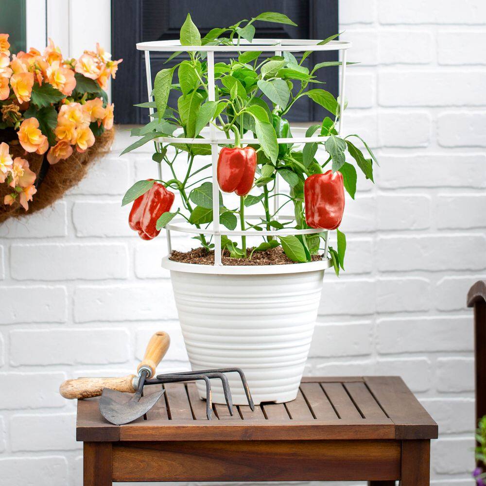 2 qt. Pepper Red Standard Green Edible Plant (3-Pack) - Hercitys