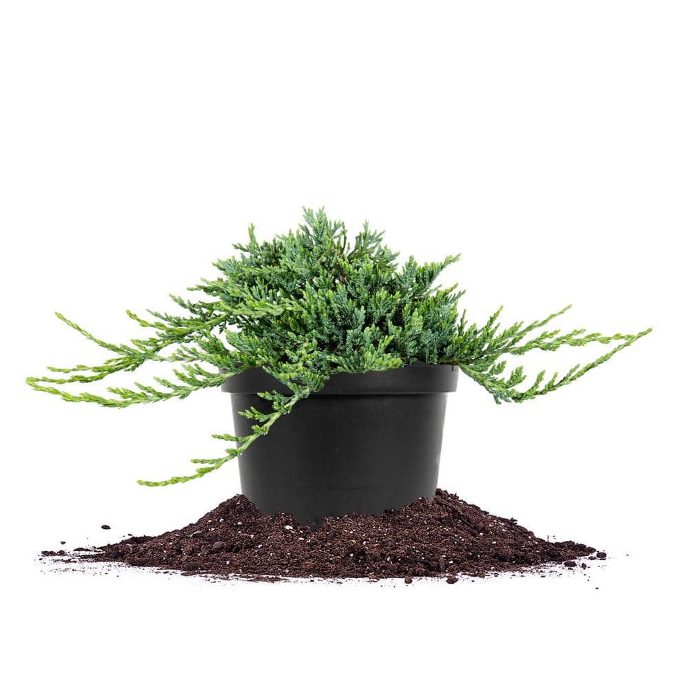 1 Gal. Blue Rug Juniper in Grower’s Pot, Fragrant Ground Cover - Hercitys