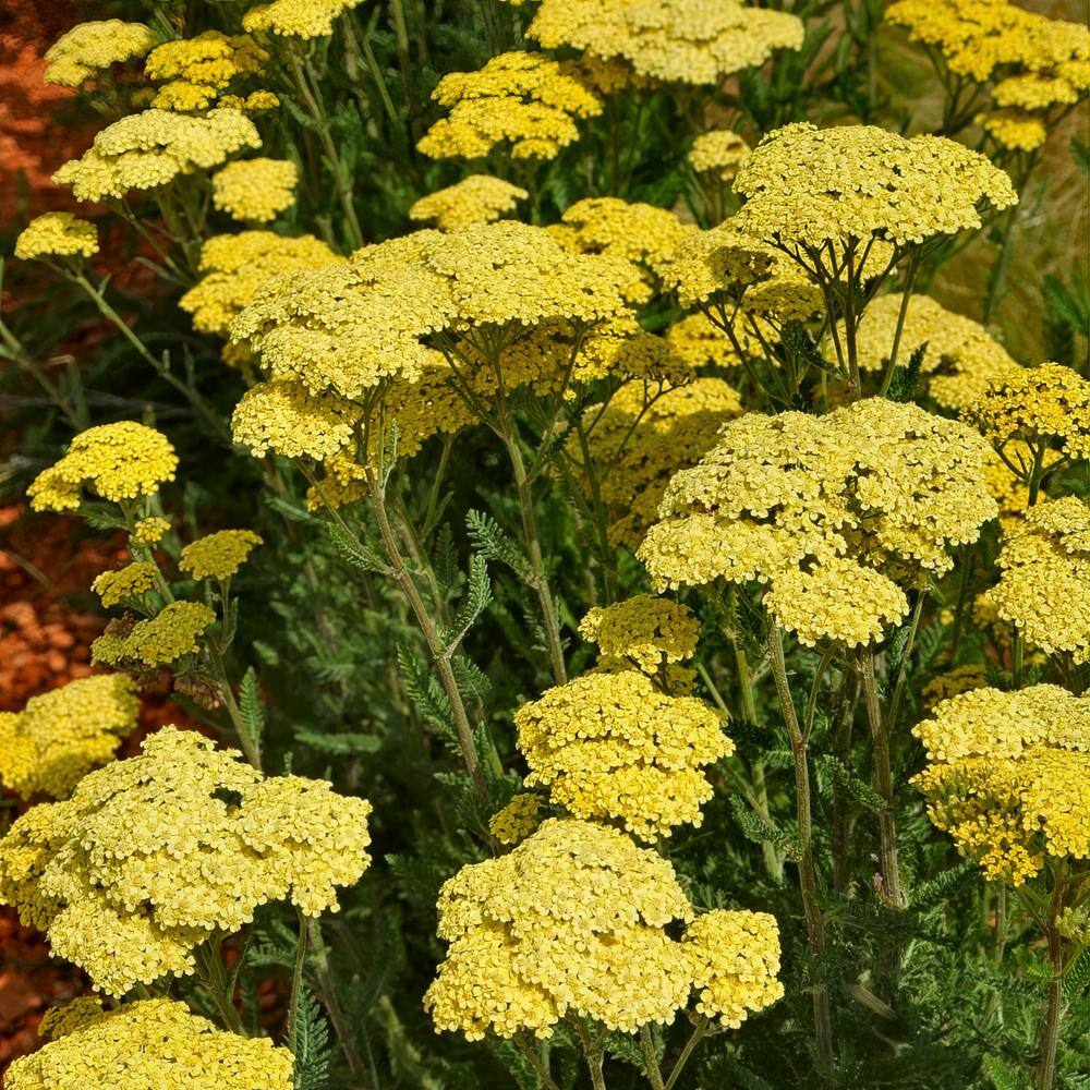 3.25 in. Achillea Desert Eve Yellow Perennial Plant (3-Piece) - Hercitys