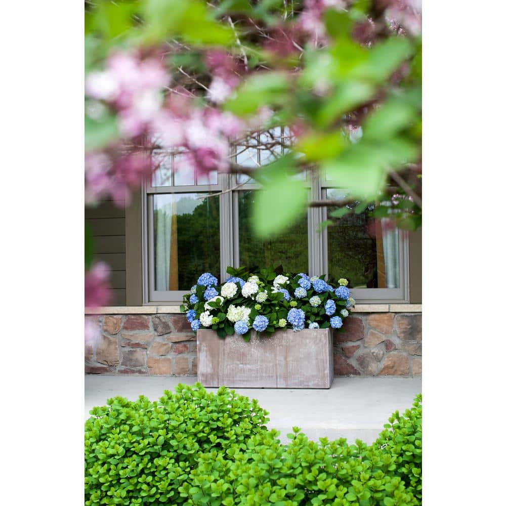 #3 Container Endless Summer Hydrangea Flowering Shrub Single Plant - Hercitys