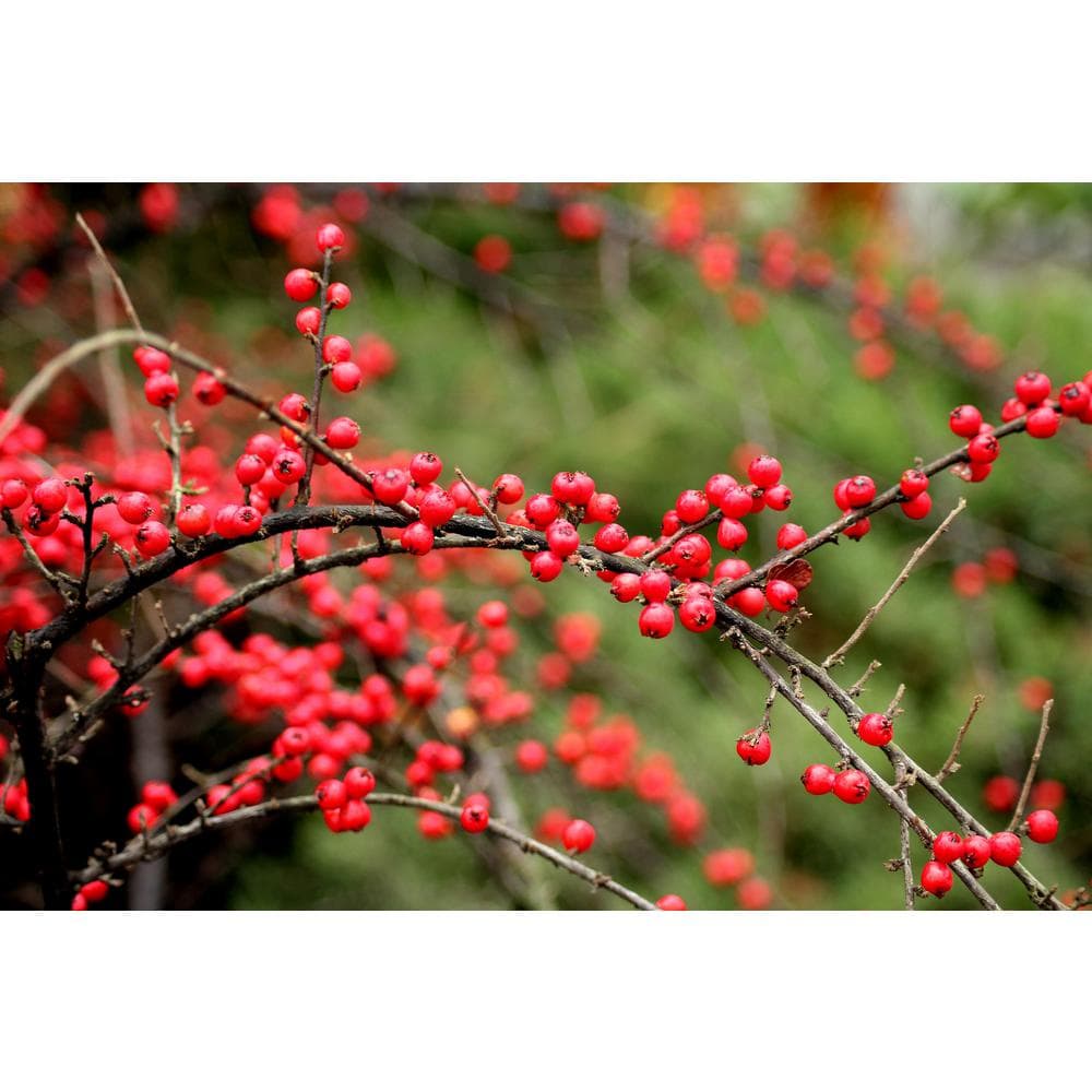 1 Gal. Cranberry Cotoneaster Shrub this True Multi-Purpose Shrub Displays a Different Color for Every Season - Hercitys