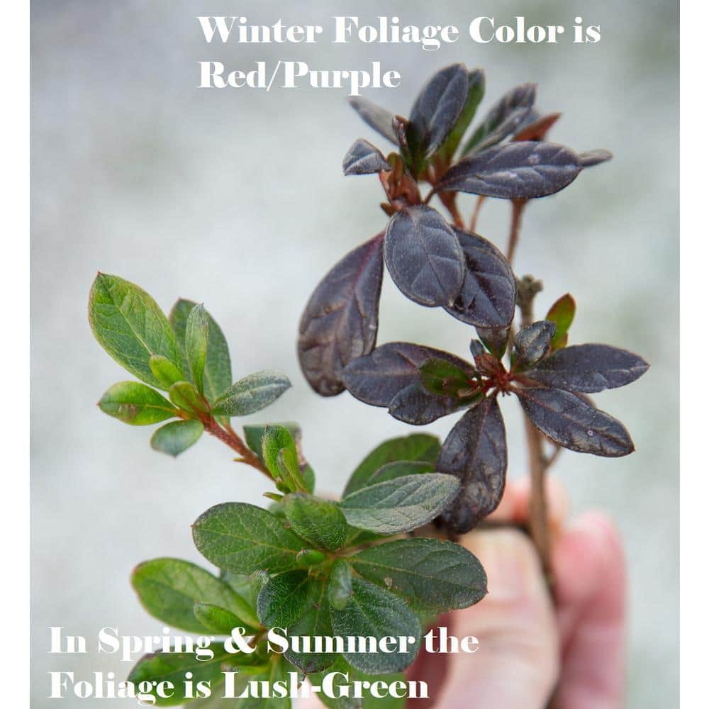 2 Gal. Autumn Fire Shrub with True Red Reblooming Flowers - Hercitys