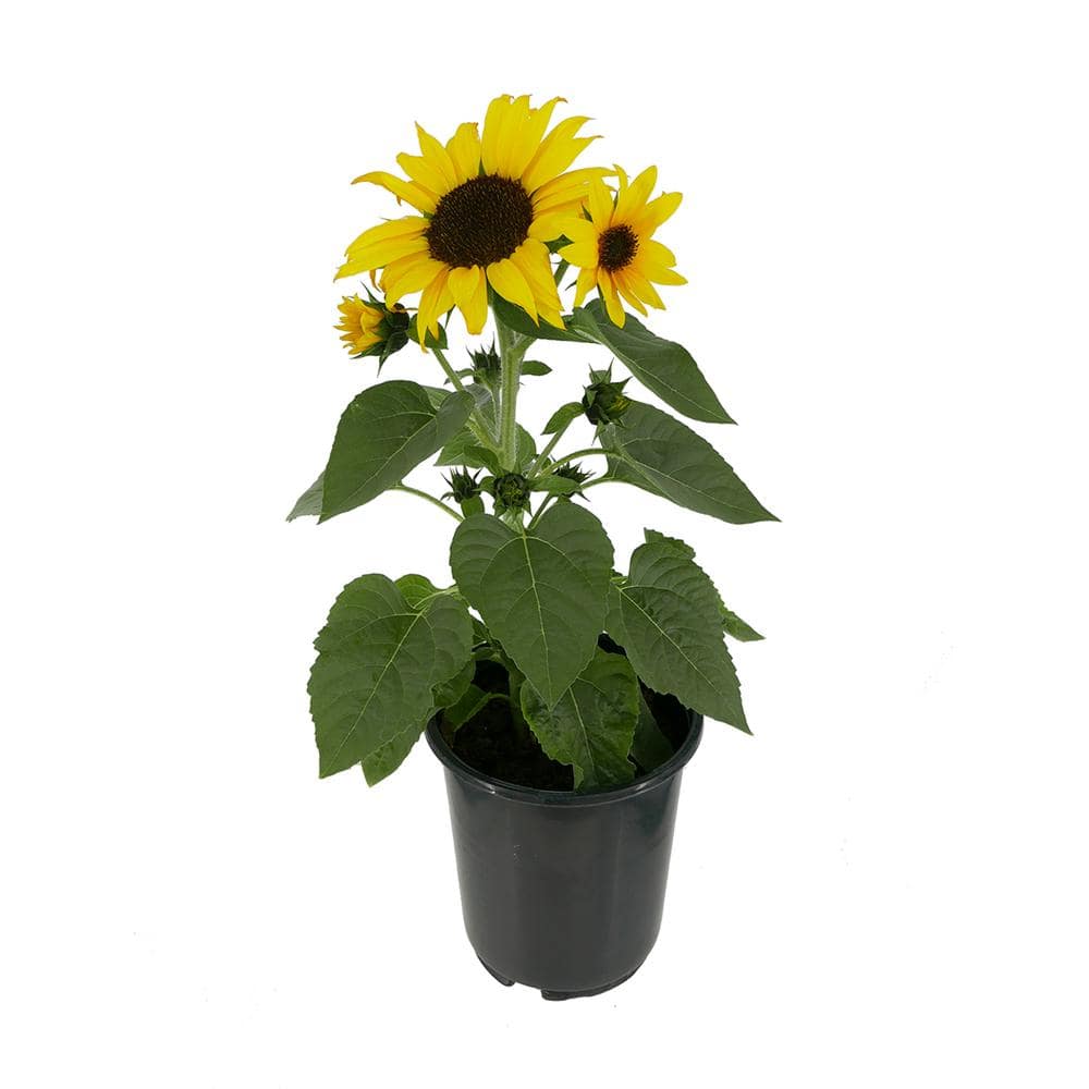 2.5 qt. Sunflower SunBuzz Annual Plant with Yellow Flowers – (2-Pack) - Hercitys