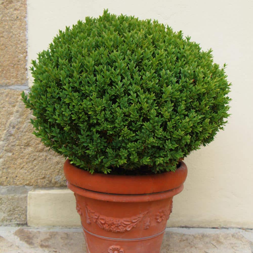 2.25 Gal. Boxwood Wintergreen Shrub - Hercitys