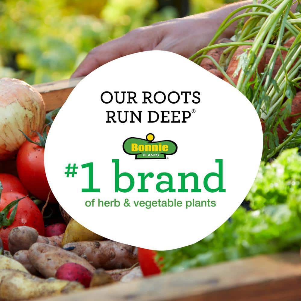 19.3 oz. Husky Cherry Tomato Plant 2-Pack - Hercitys