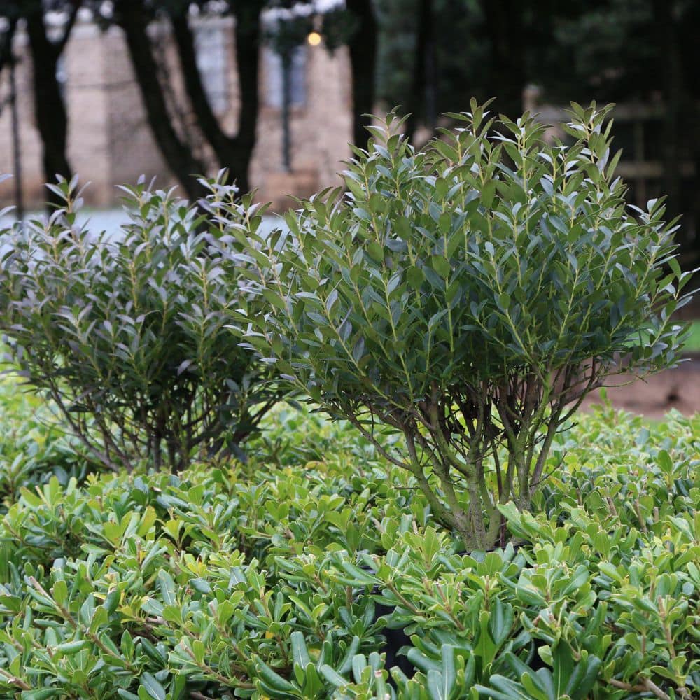 3 gal. Ilex Glabra Densa Shrub with White Flowers - Hercitys