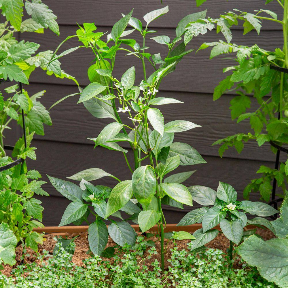 2 qt. Pepper Red Standard Green Edible Plant (3-Pack) - Hercitys