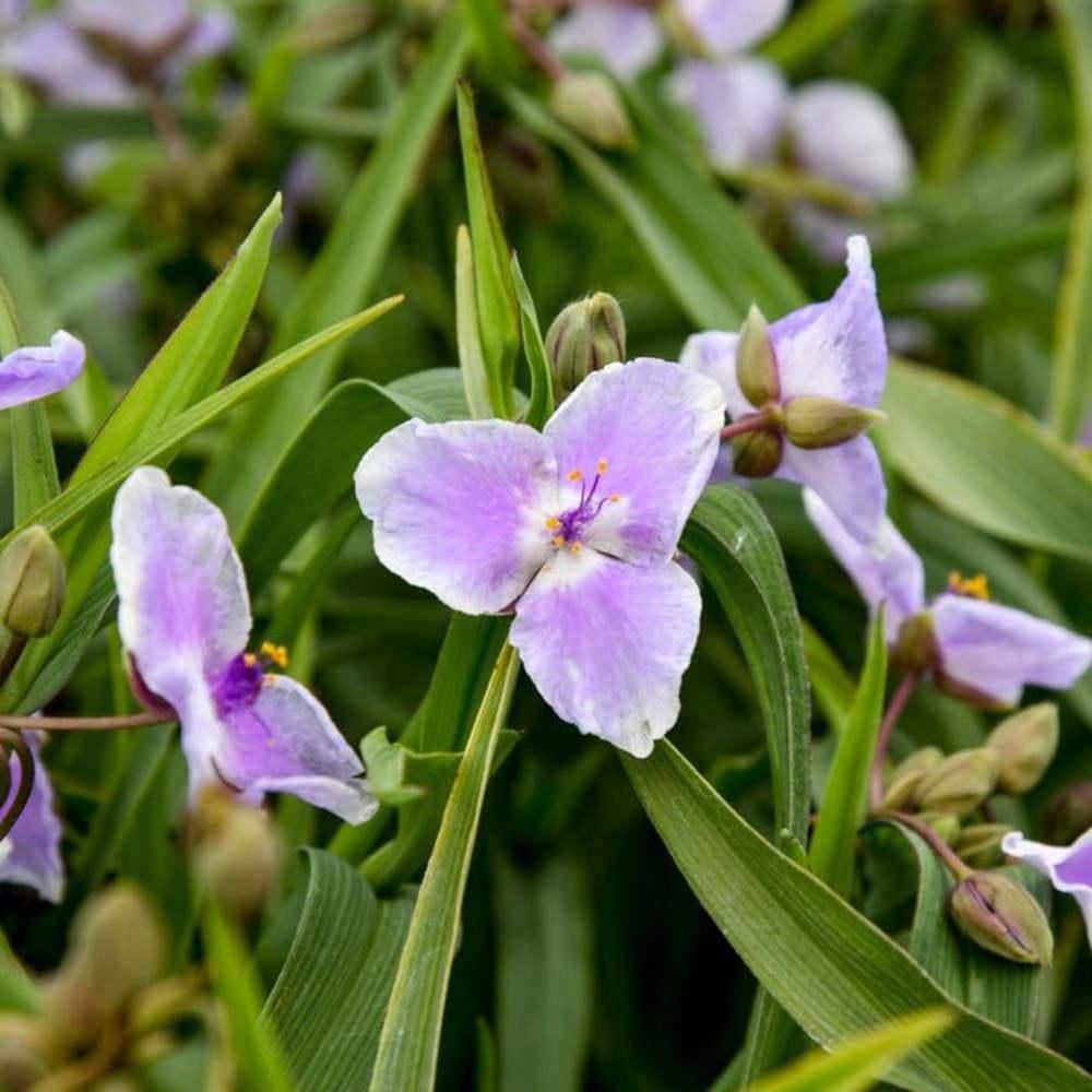 1 Gal. Webmaster Spiderwort (Tradescantia Hybrid) Live Perennial Plant with Purple Flowers - Hercitys