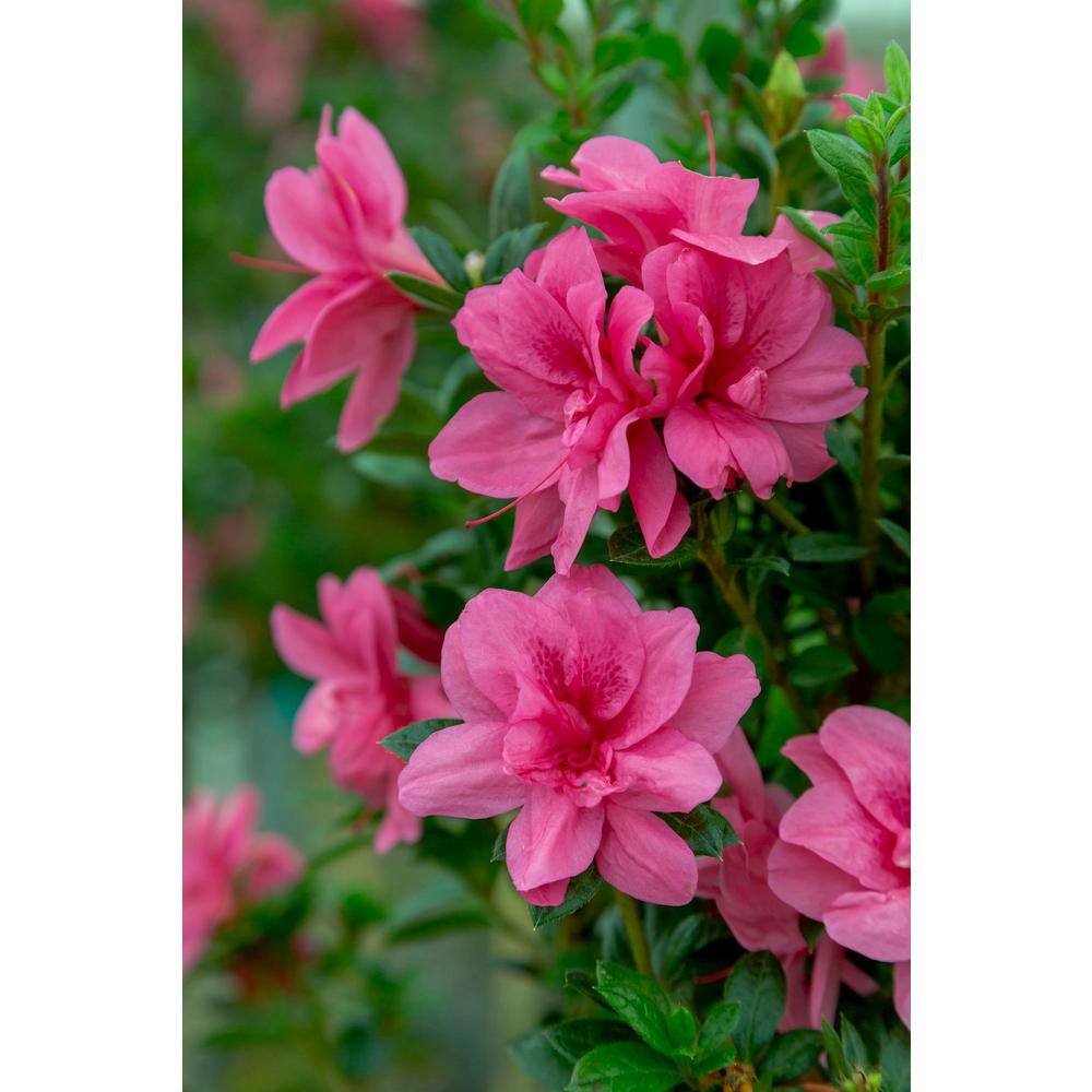 3 Gal. Autumn Empress Shrub with Medium Pink Reblooming Flowers - Hercitys