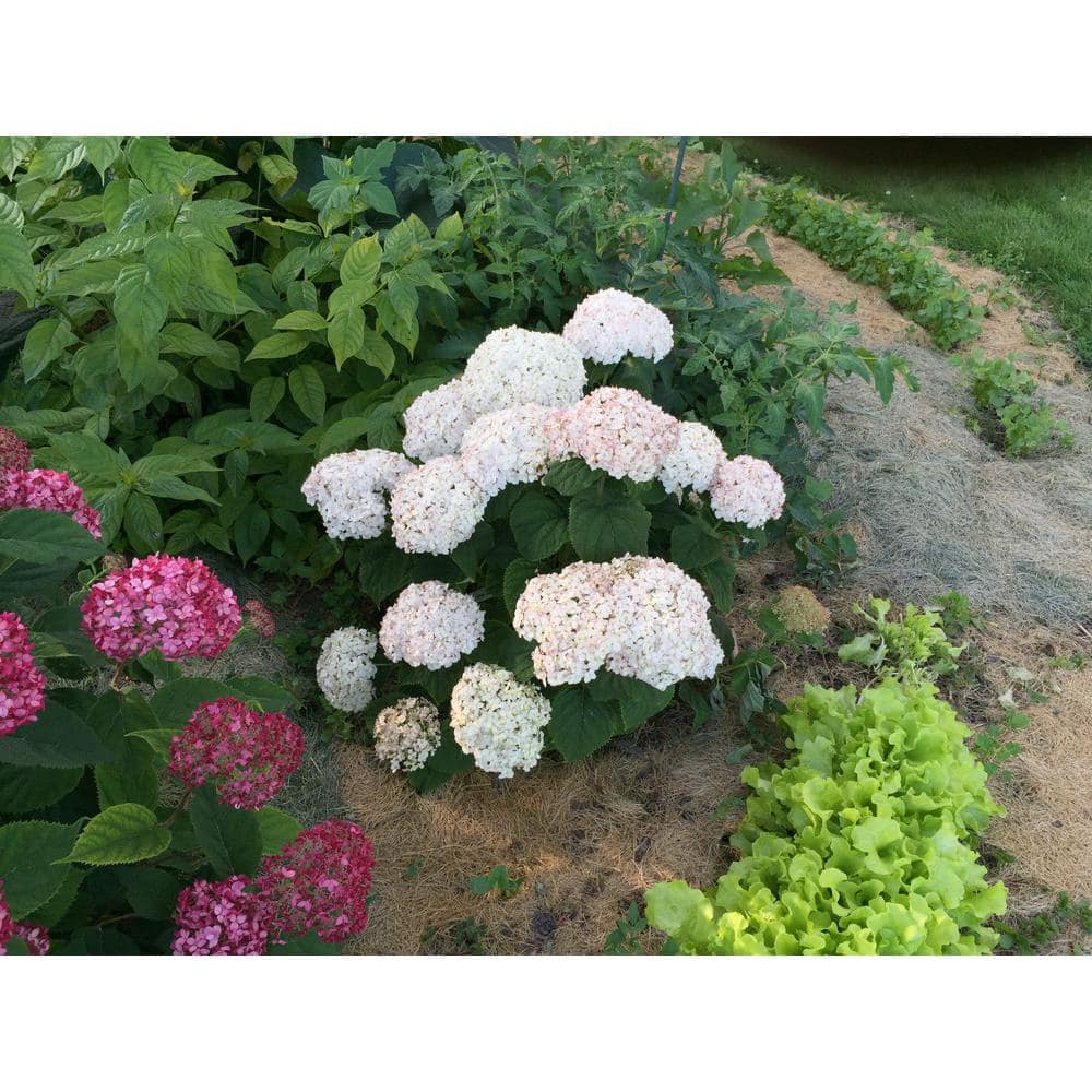 4.5 in. Qt. Invincibelle Wee White (Smooth Hydrangea) Live Shrub White Flowers - Hercitys