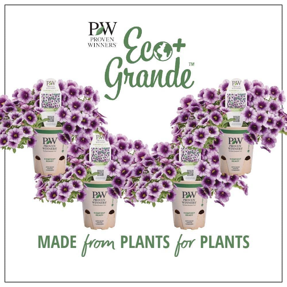 4.25 in. Eco+Grande, Superbells Blue Moon Punch (Calibrachoa) Live Plant Purple and Yellow Flowers (4-Pack) - Hercitys