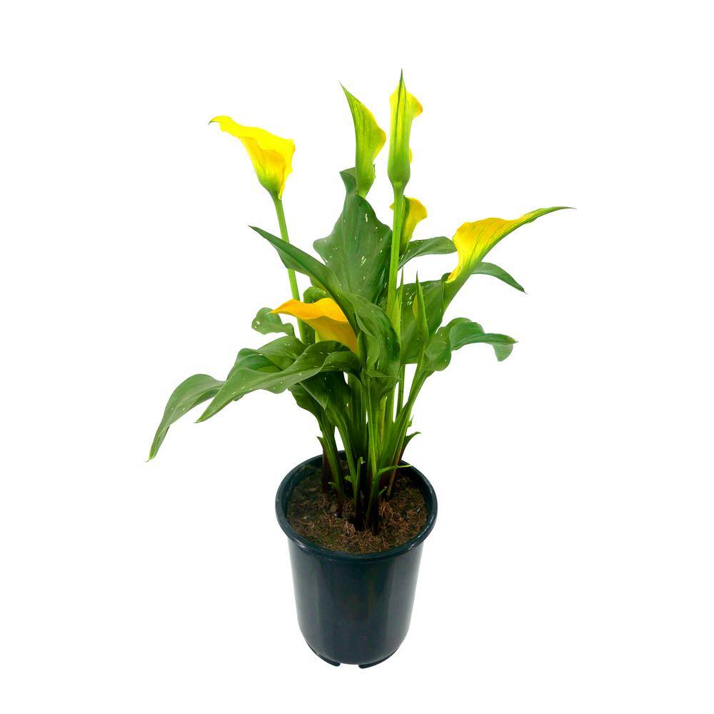 2.5 qt. Perennial Calla Lily Yellow - Hercitys