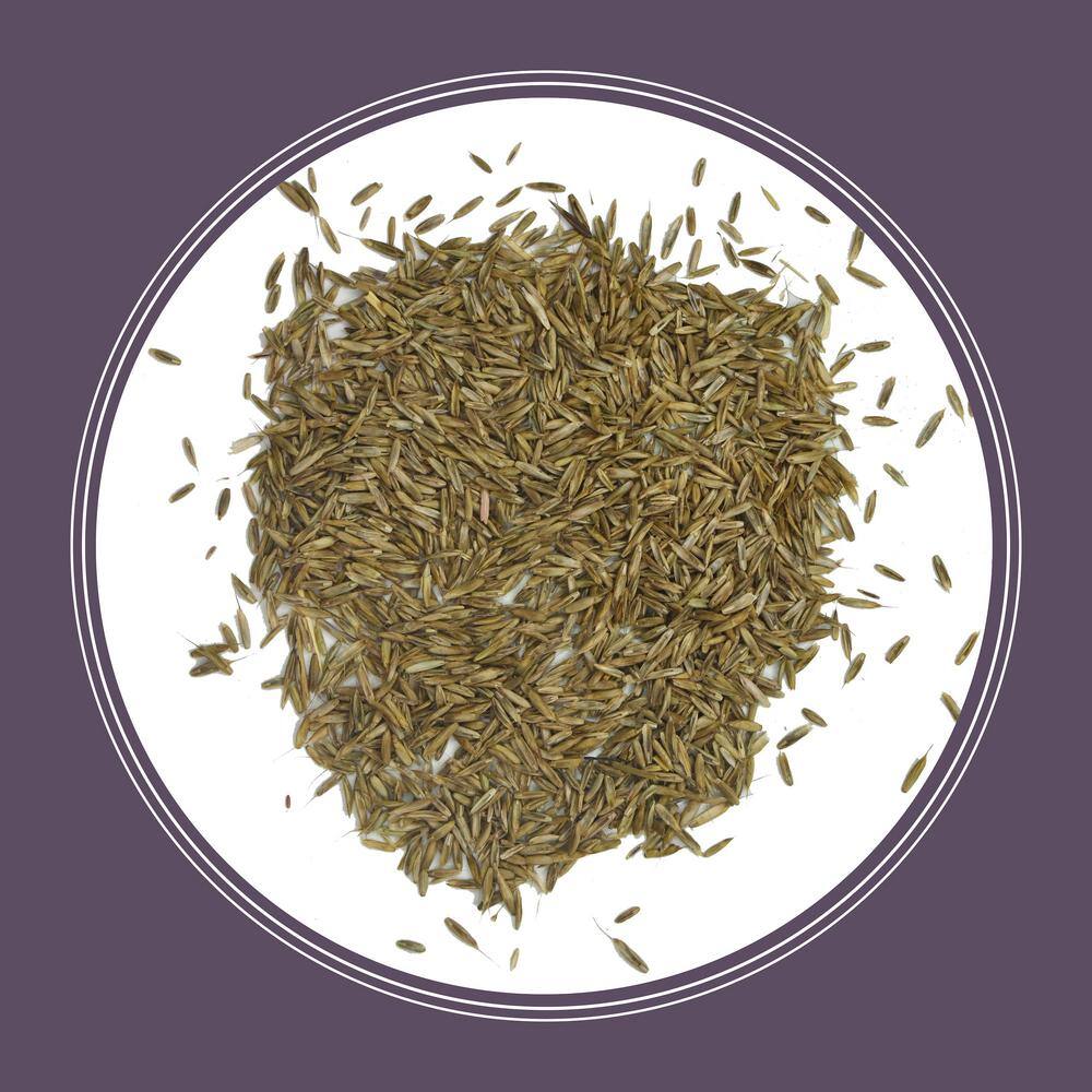 50 lbs. Annual Ryegrass Grass Seed (2-Pack) - Hercitys