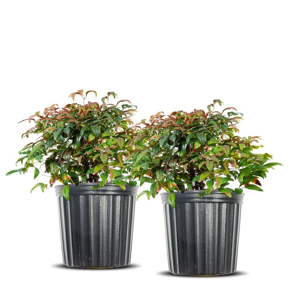 3 Gal. Nandina Firepower – Heavenly Bamboo Shrub (2-Pack) - Hercitys
