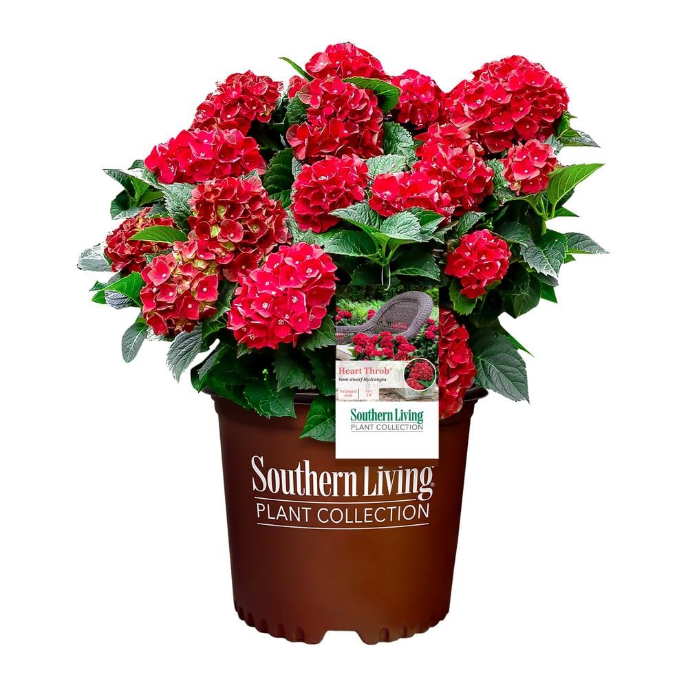 2 Gal. Heart Throb Hydrangea with Cherry Red Flowers - Hercitys