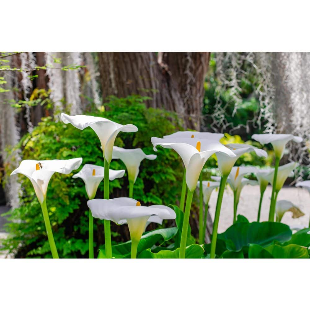 2.5 Qt. Perennial Calla Lily White (1-Pack) - Hercitys