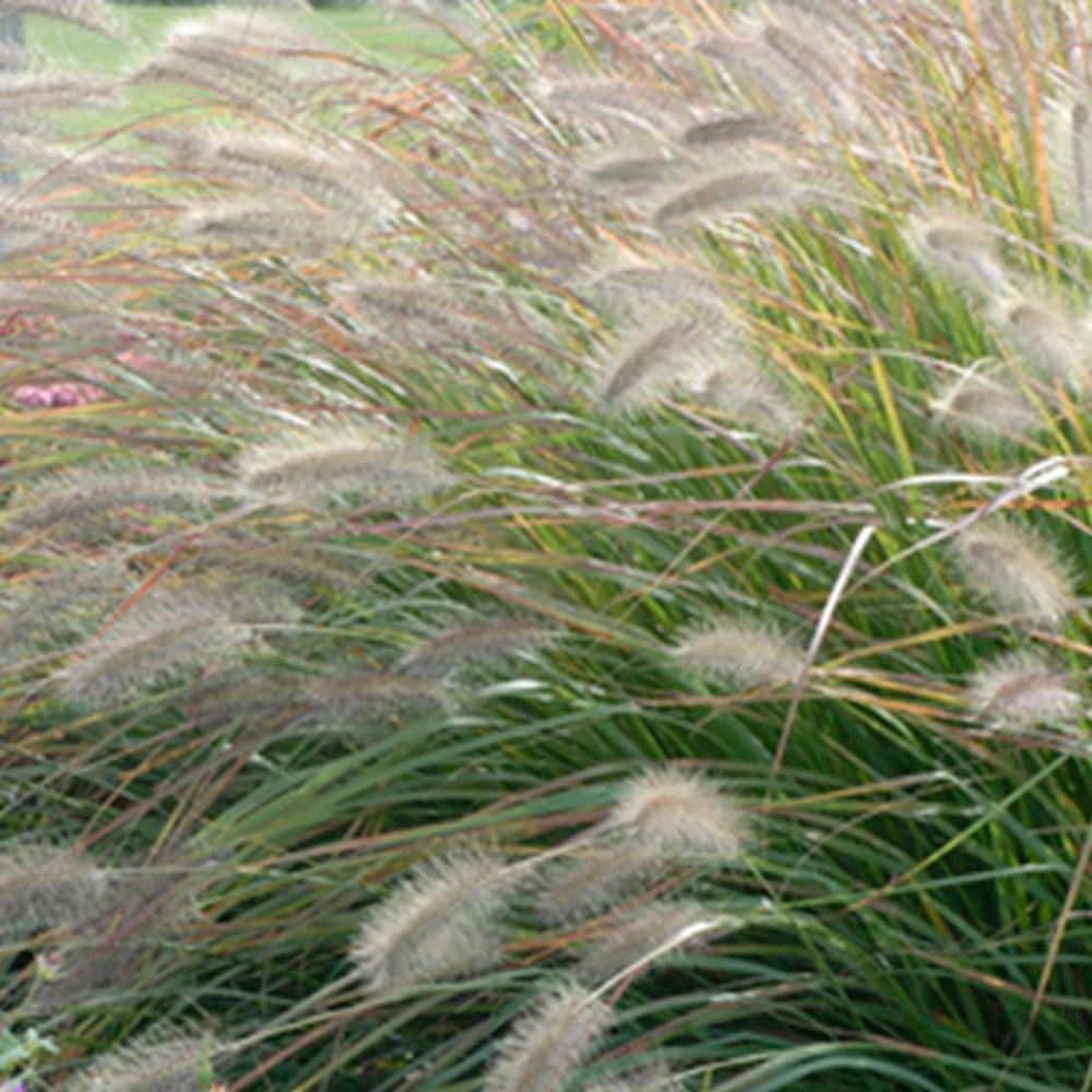 0.65 Gal. Prairie Winds ‘Desert Plains’ Fountain Grass (Pennisetum alopecuroides) Live Perennial Plant - Hercitys