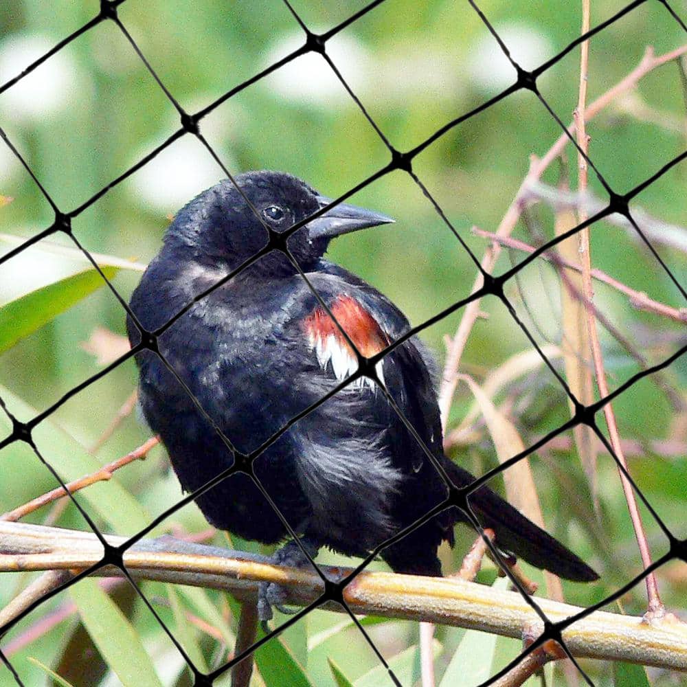 200 ft. x 14 ft. Standard Bird Netting - Hercitys