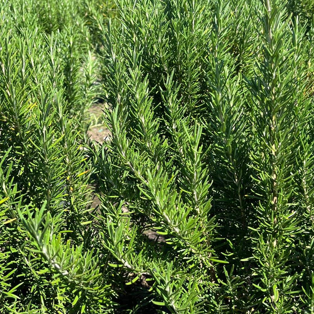 #1 Container Tuscan Blue Rosemary Shrub (4-pack) - Hercitys