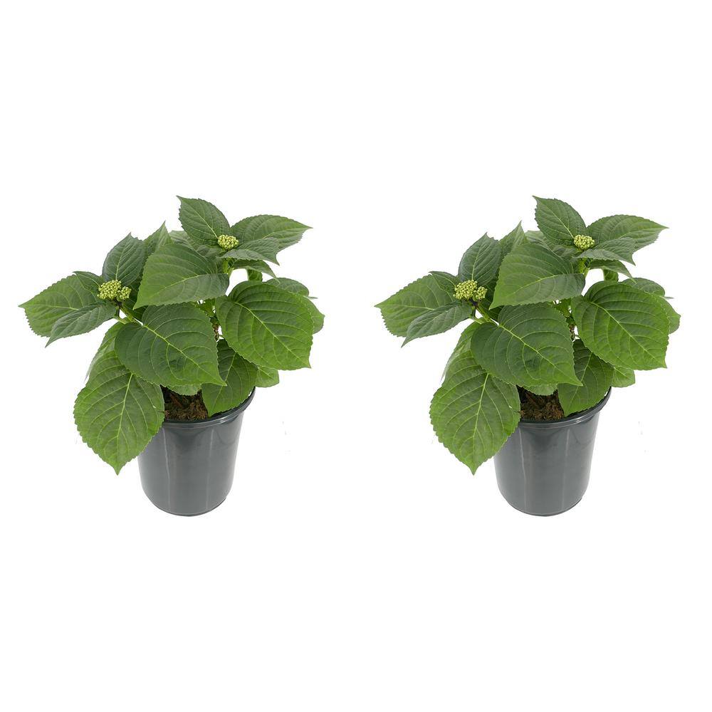 2.5 Qt. Blue Perennial Hydrangea Macrophylla (2-Pack) - Hercitys