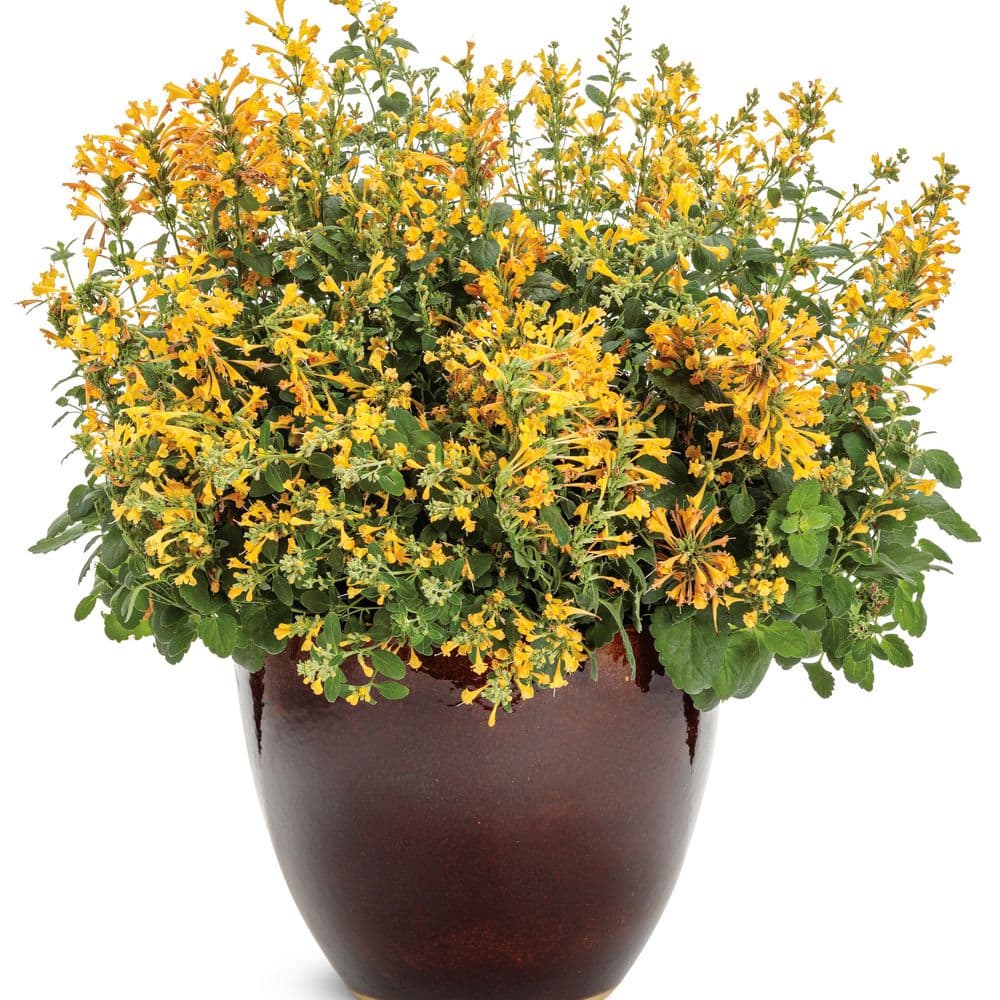 4.25 in. Eco+ Grande ‘Maestro Gold’ Hyssop (Agastache hybrid) Live Annual Plant with Yellow Flowers 4-Pack - Hercitys