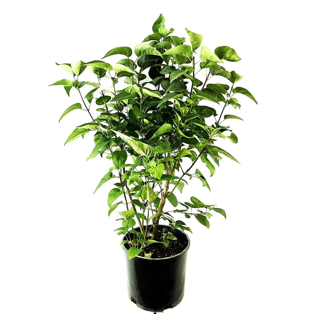 2.25 Gal. Albert F Holden Lilac with Dark Purple Flowers - Hercitys