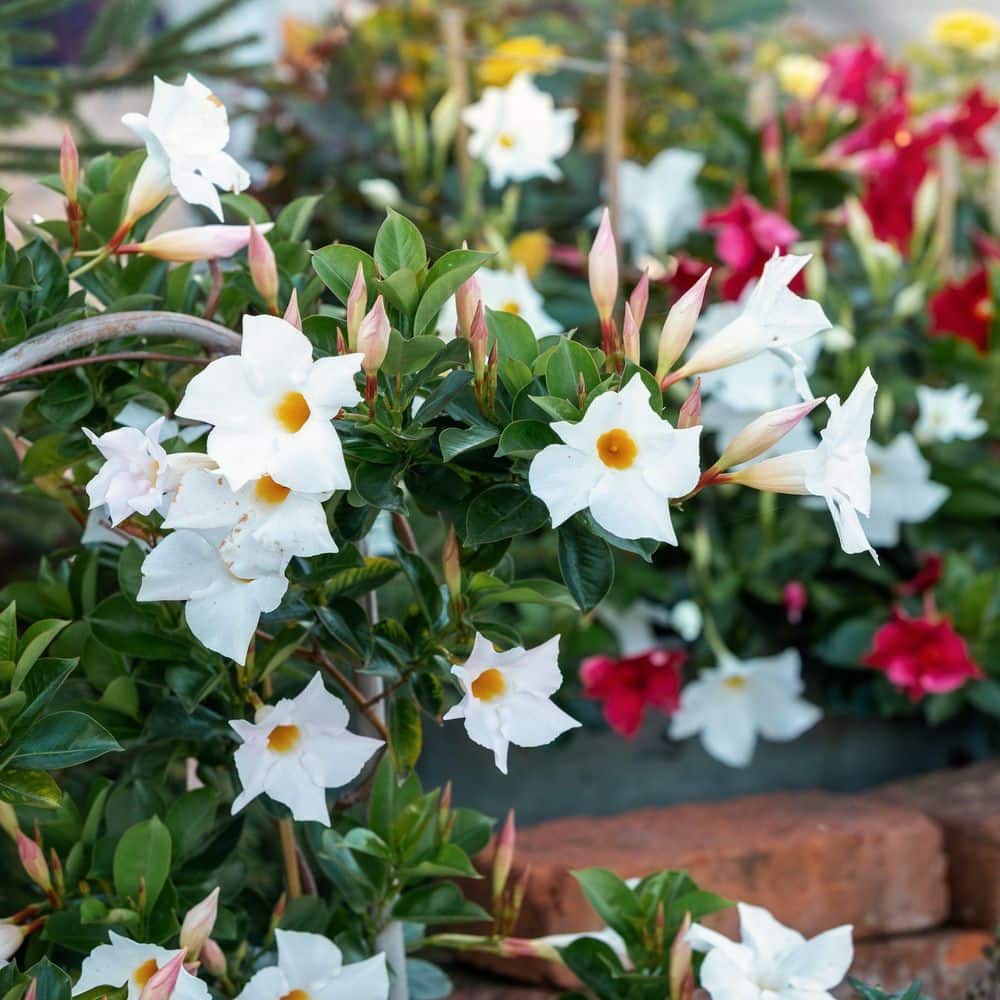4 in. Mandevilla Plant with White Flowers (6-Pack) - Hercitys