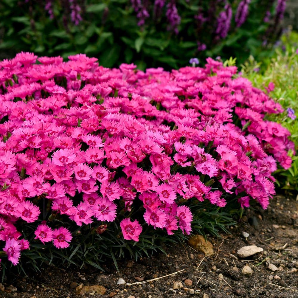 0.65 Gal. Paint the Town Fancy Pinks (Dianthus Hybrid) Live Perennial Plant with Pink Flowers - Hercitys