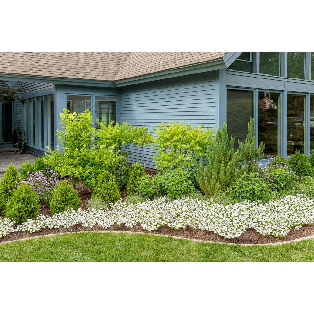 4-Pack, 4.25 in. Eco+Grande Supertunia Vista Snowdrift (Petunia) Live Plant, White Flowers - Hercitys