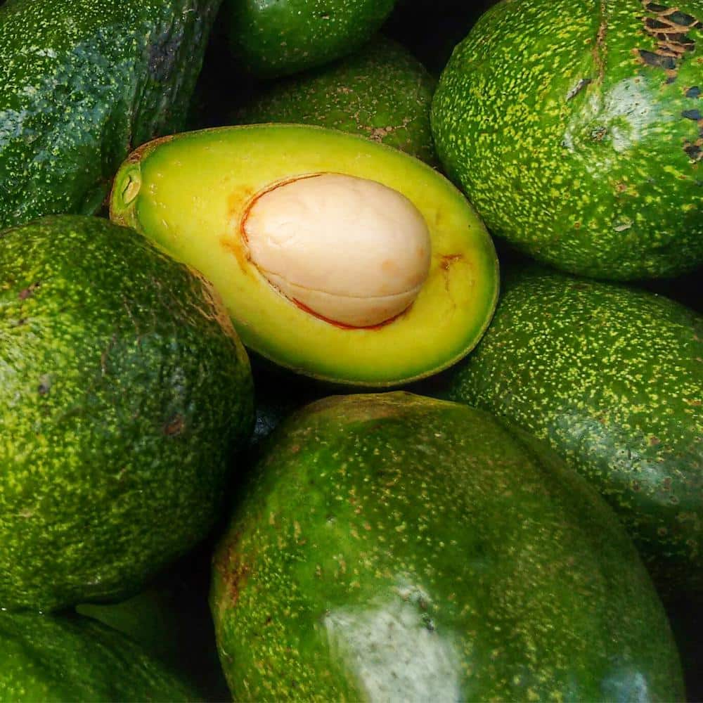 #5 Container  Bacon Avocado Evergreen Tree - Hercitys