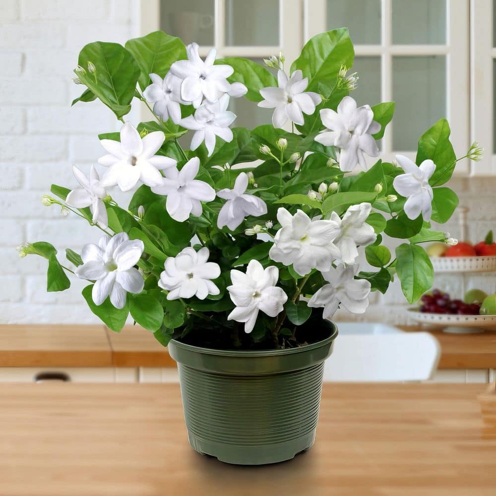 1 gal. Jasmine Sambac Arabian Plant (4-Pack) - Hercitys