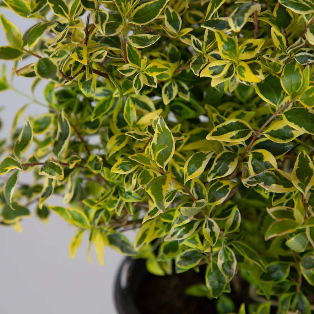 2.5 Qt. Miss Lemon Abelia With Light Pink Flowers, Live Semi-Evergreen Shrub Plant - Hercitys