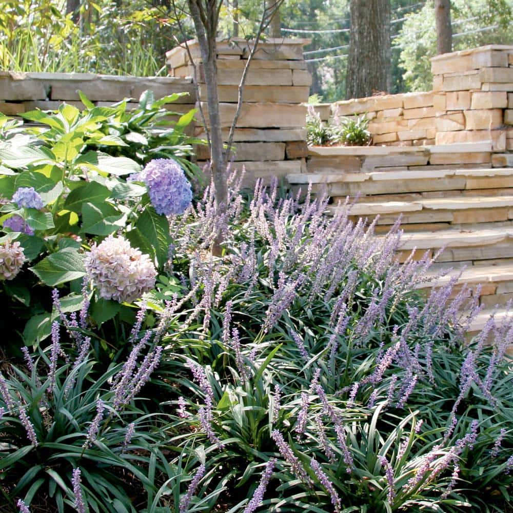 2.5 Qt. Super Blue Lily Turf (Liriope) Grass with Violet Purple Flower Spikes in Summer - Hercitys