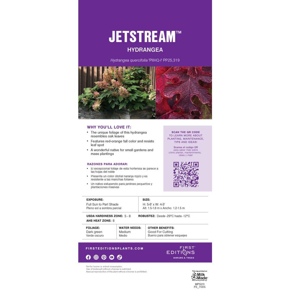 2 Gal. Jetstream Oakleaf Hydrangea Flowering Shrub with Beautiful White Aging to Pink Flowers - Hercitys