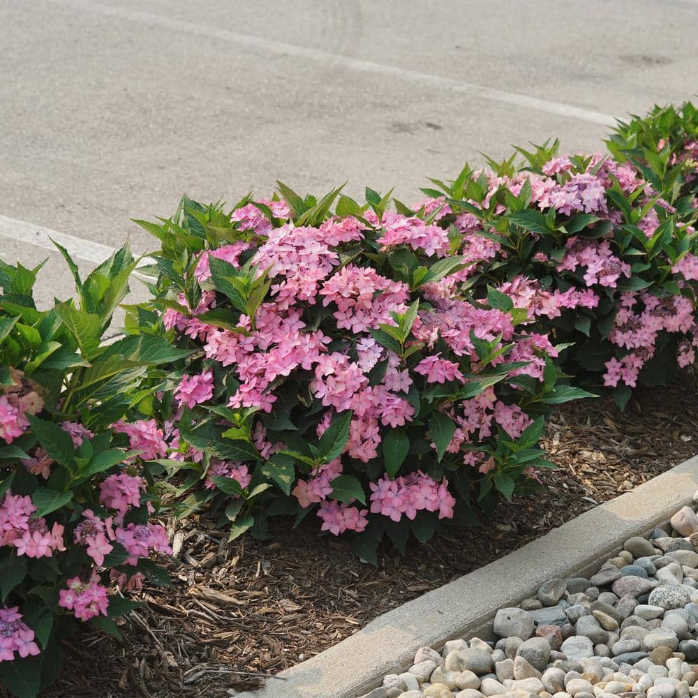 2 Gal. Let’s Dance Can Do Hydrangea Shrub with Pink Blooms - Hercitys