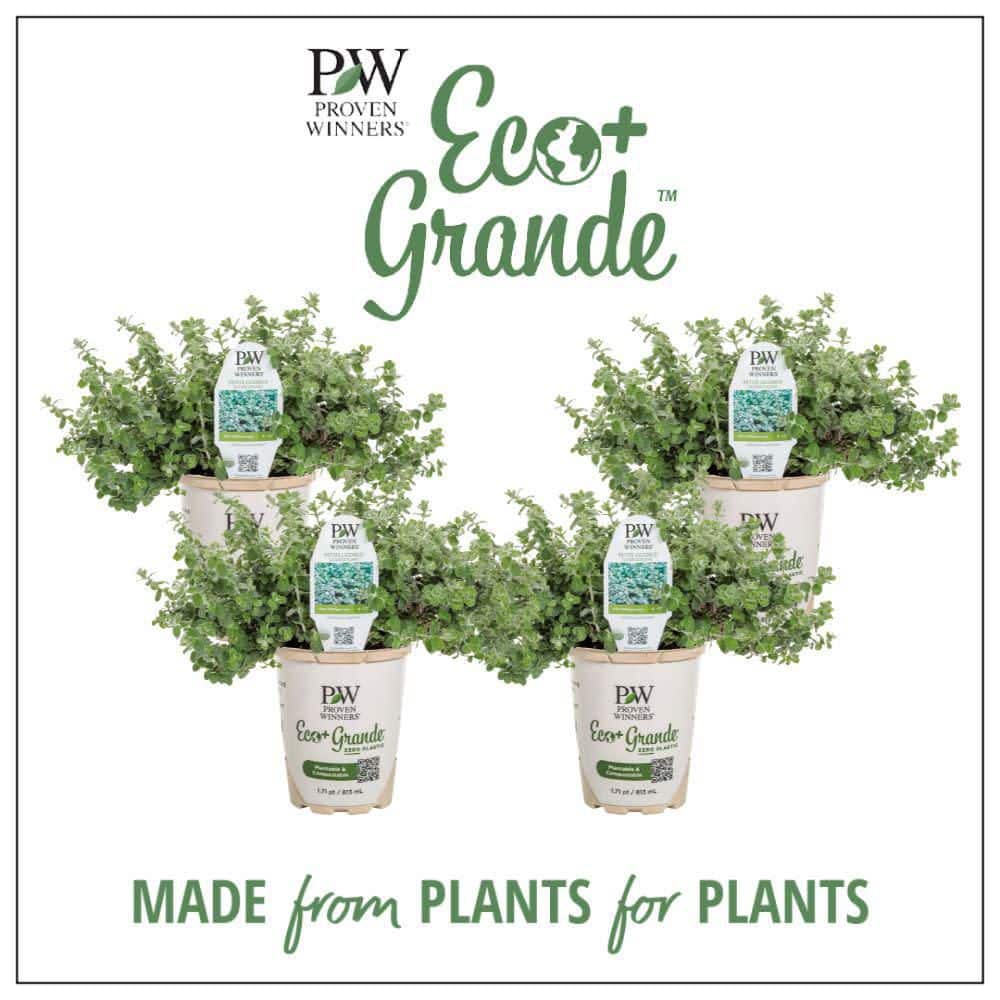 4.25 in. Eco+ Grande Petite Licorice Plant (Helichrysum Petiolare) Live Annual Plant with Silver Green Foliage 4-Pack - Hercitys