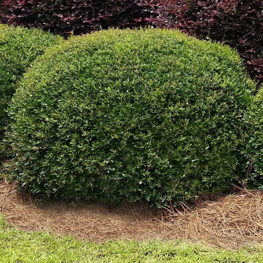 2.5 qt. Holly Dwarf Yaupon Shrub - Hercitys