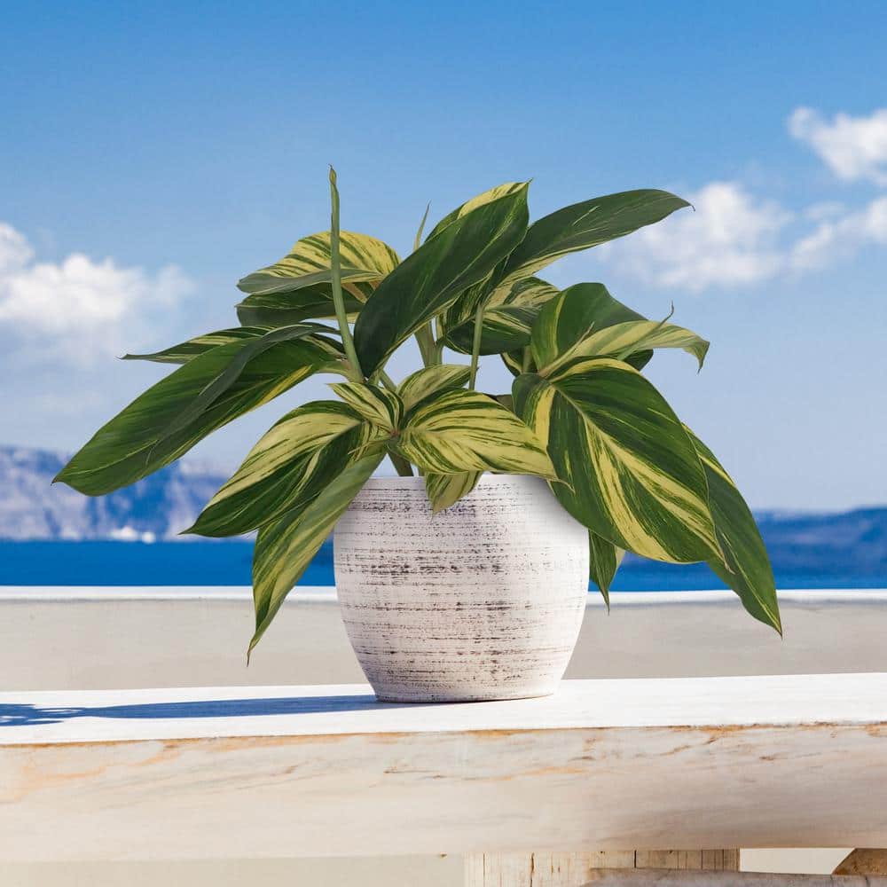 3.5 in. Alpinia Variegated Ginger Perennial Plant with Yellow Flowers (3-Pack) - Hercitys