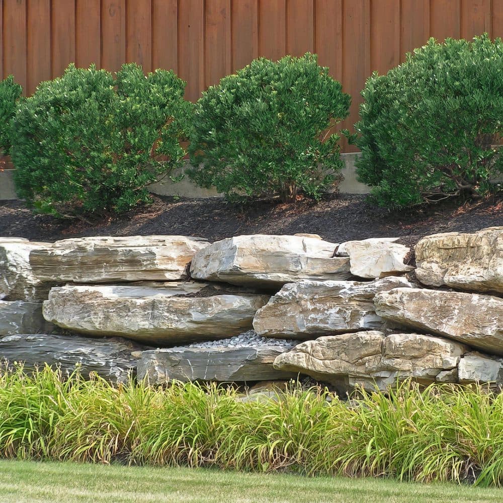 3 gal. Ilex Glabra Densa Shrub with White Flowers - Hercitys