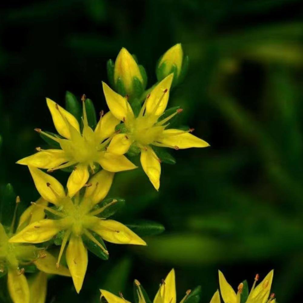 4 in. D x 3.5 in. H Non-Fragrant Gold Moss Stonecrop with Yellow Flowers (3-Pack) - Hercitys