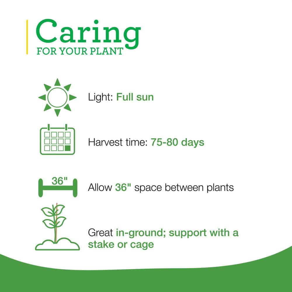 19 oz. German Queen Heirloom Tomato Plant (2-Pack) - Hercitys